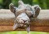 猫仰卧的图像